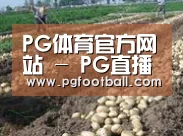 种植基地七(图1)
